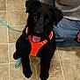 Duke joined the competition — help win amazing prizes! dog, black_dog, puppy, orange_harness, leash, tiled_floor, indoor, person, jeans, sweater, pet, animal, canine, tongue_out, cute, playful, sitting, looking_up, floor, companion