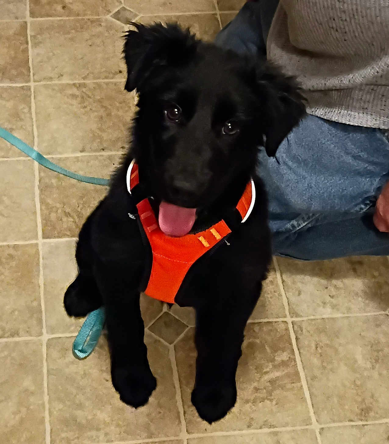 Duke joined the competition — help win amazing prizes! dog, black_dog, puppy, orange_harness, leash, tiled_floor, indoor, person, jeans, sweater, pet, animal, canine, tongue_out, cute, playful, sitting, looking_up, floor, companion