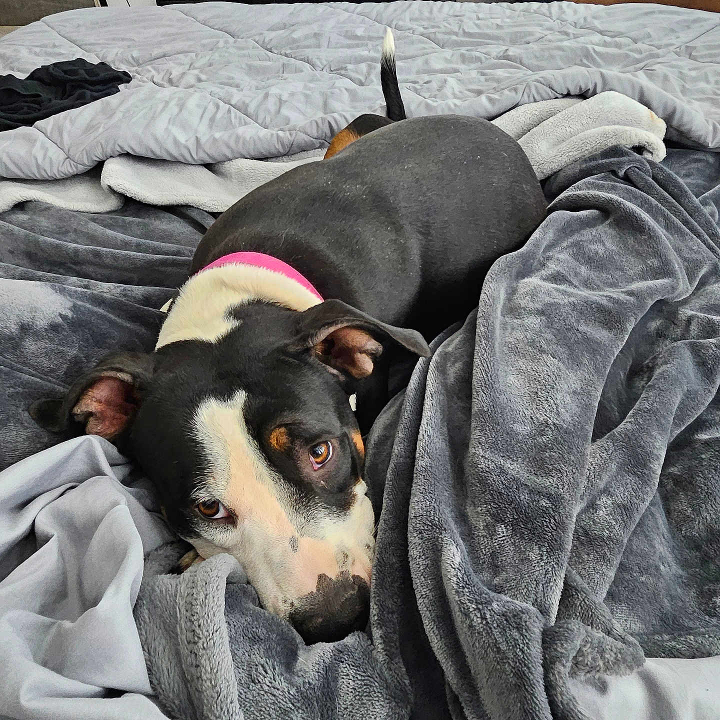 Ruth joined the competition — help win amazing prizes! animal, bed, bedroom, blanket, box, bulldog, canine, couch, cup, dog, furniture, homedecor, hound, indoors, linen, pet, pitbull, puppy, quilt, room