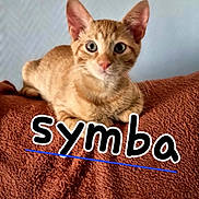 Symba a rejoint le concours — aidez-le/la à gagner de superbes lots ! cat, kitten, ginger_cat, pet, animal, feline, cute, looking_at_camera, indoor, blanket, orange, fur, whiskers, ears, eyes, resting, cozy, text_overlay, name, closeup