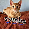 cat, kitten, ginger_cat, pet, animal, feline, cute, looking_at_camera, indoor, blanket, orange, fur, whiskers, ears, eyes, resting, cozy, text_overlay, name, closeup