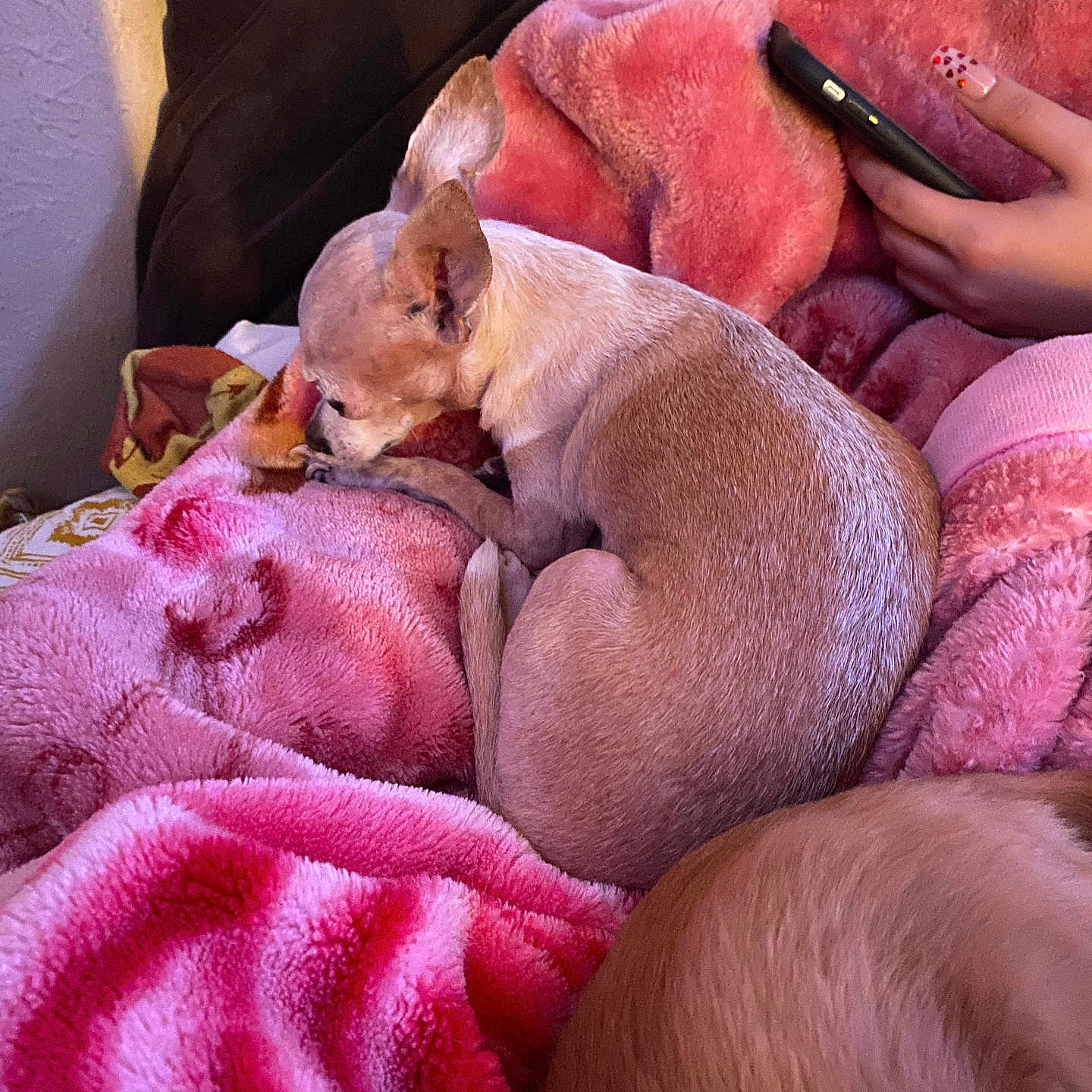 Callie joined the competition — help win amazing prizes! animal, baby, blanket, bodypart, bulldog, canine, chihuahua, couch, dog, electronics, finger, furniture, hand, mobilephone, person, pet, phone, puppy, quilt, towel