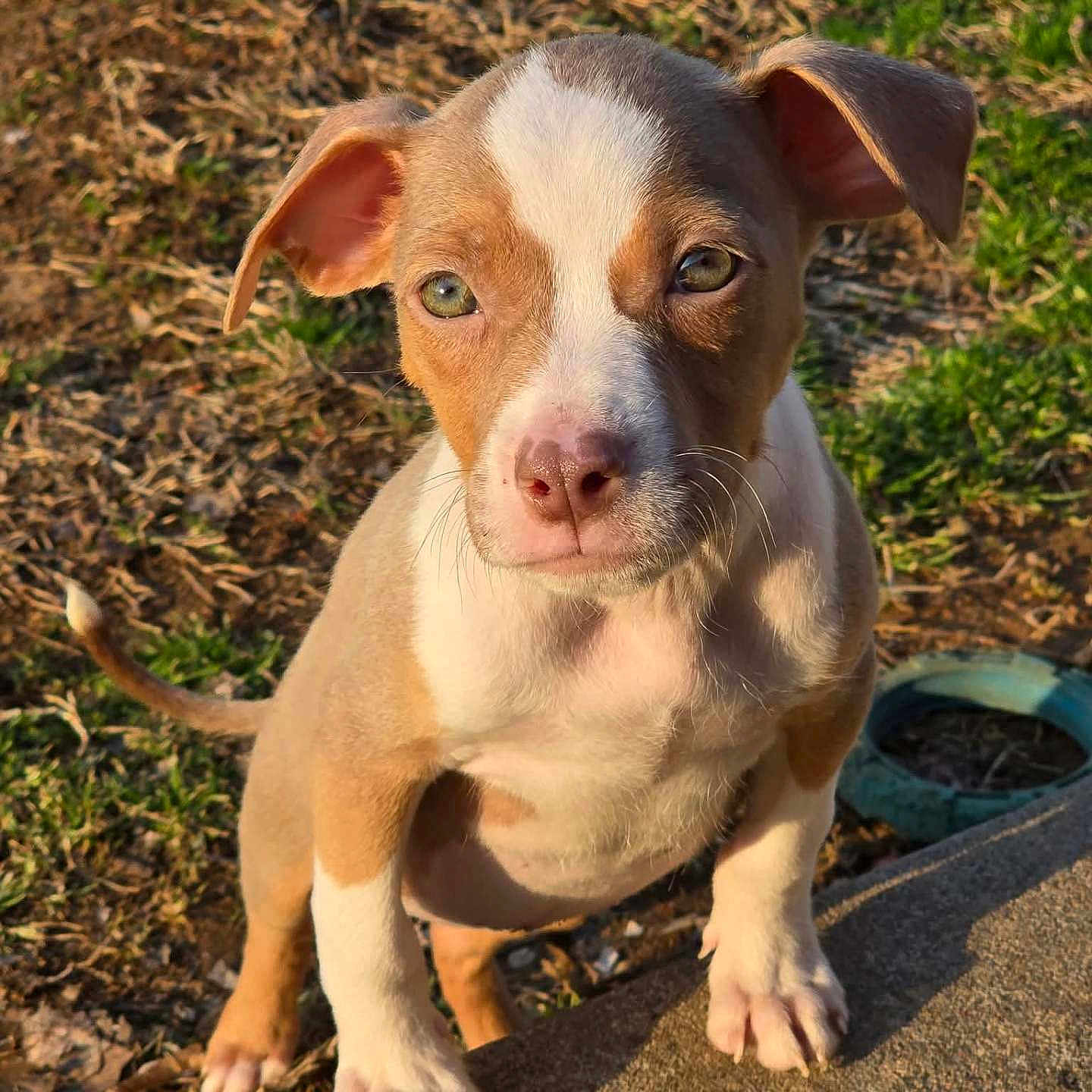 Gobbi is registered to the contest to win money with this photo: accessories, animal, ball, bostonbull, boxer, bulldog, canine, chihuahua, dog, grass, hound, pet, pig, pitbull, plant, puppy, snout, soil, strap, whitedog