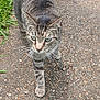 cat, tabby_cat, walking, outdoor, grass, sidewalk, pavement, person, legs, shoes, blue_sneakers, animal, pet, feline, whiskers, tail, curious, closeup, daylight, nature