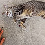 Eepy joined the competition — help win amazing prizes! cat, tabby, animal, pet, outdoor, concrete, relaxed, hand, doormat, soil_bag, crack, fur, striped, paw, nature, daylight, resting, domestic_animal, human_hand, ground