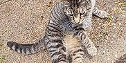 Eepy joined the competition — help win amazing prizes! cat, tabby, animal, pet, grass, concrete, outdoor, paw, curious, feline, nature, ground, texture, striped, wildlife, mammal, sidewalk, playful, daylight, resting