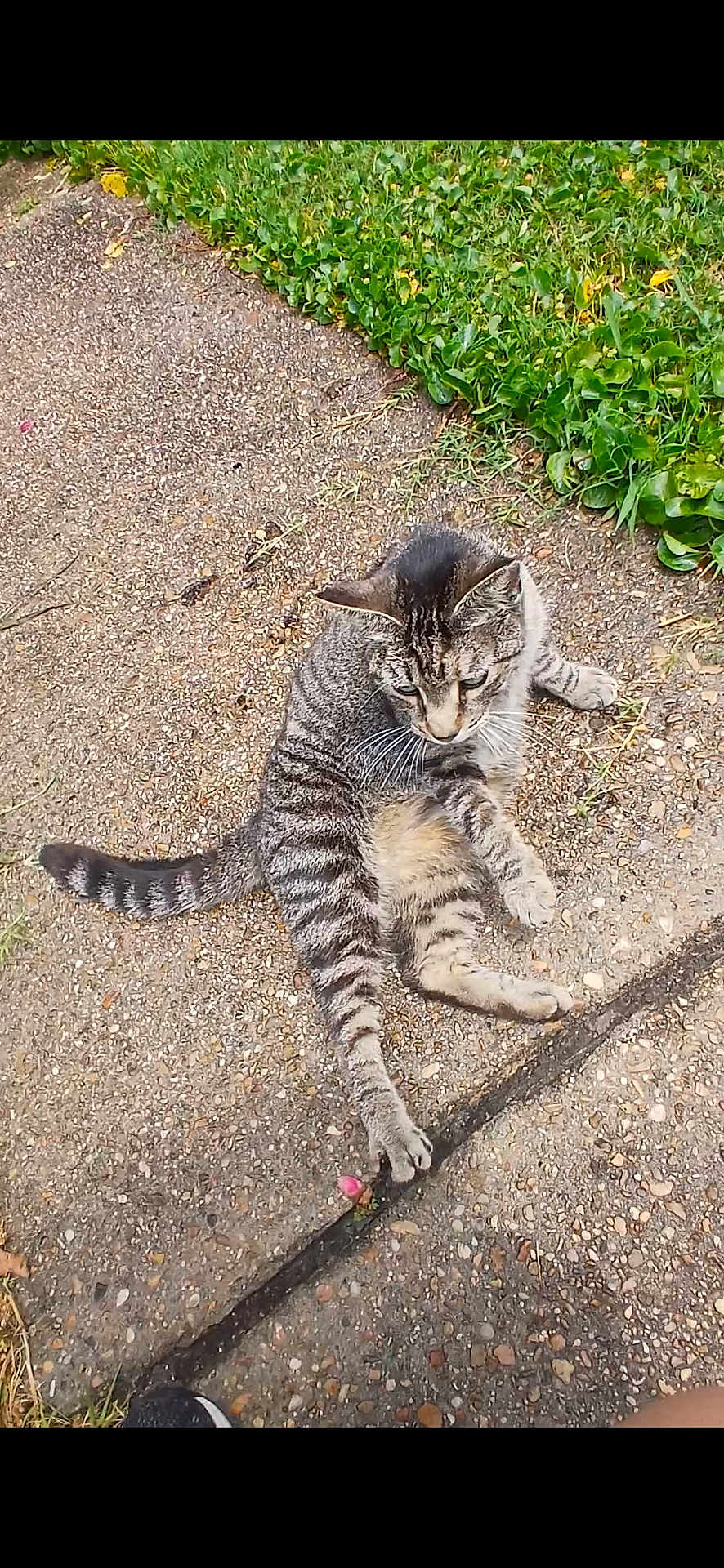 Eepy joined the competition — help win amazing prizes! cat, tabby, animal, pet, grass, concrete, outdoor, paw, curious, feline, nature, ground, texture, striped, wildlife, mammal, sidewalk, playful, daylight, resting