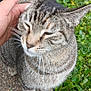Eepy is registered to the contest to win money with this photo: cat, tabby, petting, hand, outdoor, grass, foliage, path, animal, whiskers, ears, fur, nature, closeup, friendly, happy, domestic_cat, mammal, cute, companion