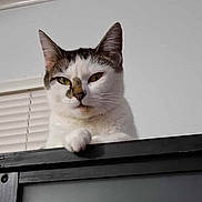 Chloe joined the competition — help win amazing prizes! cat, indoor, white_cat, window_blinds, curious, pet, animal, feline, looking_down, black_surface, close_up, expression, whiskers, ears, face, paw, domestic_cat, household, background, quiet