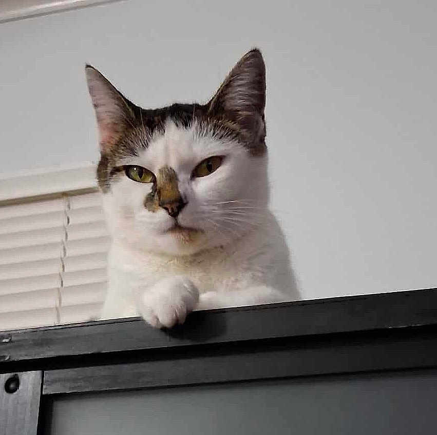 Chloe joined the competition — help win amazing prizes! cat, indoor, white_cat, window_blinds, curious, pet, animal, feline, looking_down, black_surface, close_up, expression, whiskers, ears, face, paw, domestic_cat, household, background, quiet