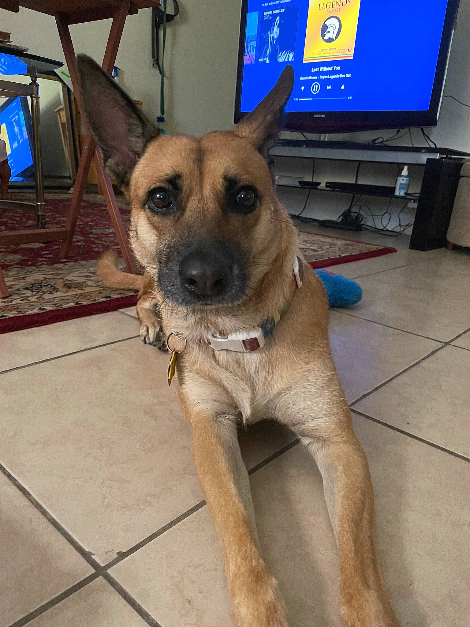 Gina is registered to the contest to win money with this photo: canidae, carnivore, collar, companion_dog, dog, dog_breed, fawn, flooring, fur, german_shepherd_dog, home_appliance, led_backlit_lcd_display, old_german_shepherd_dog, paw, snout, sporting_group, television, whiskers, working_animal, working_dog