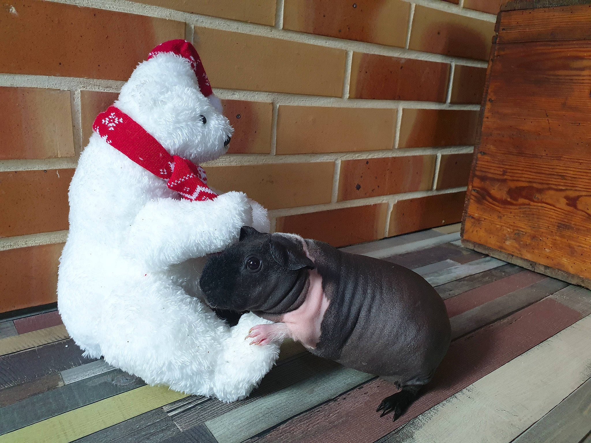 Brochette a rejoint le concours — aidez-le/la à gagner de superbes lots ! canidae, carnivore, companion_dog, fawn, non_sporting_group