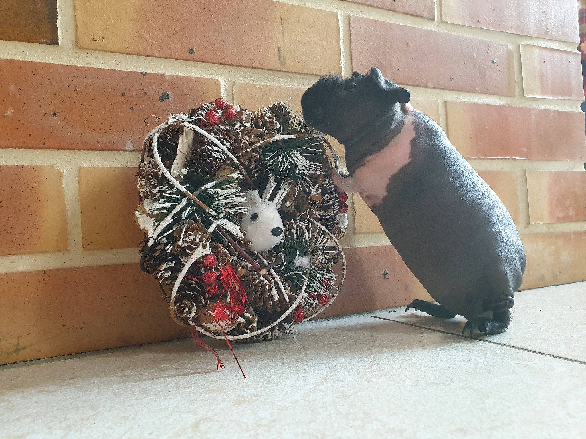 Brochette a rejoint le concours — aidez-le/la à gagner de superbes lots ! canidae, non_sporting_group