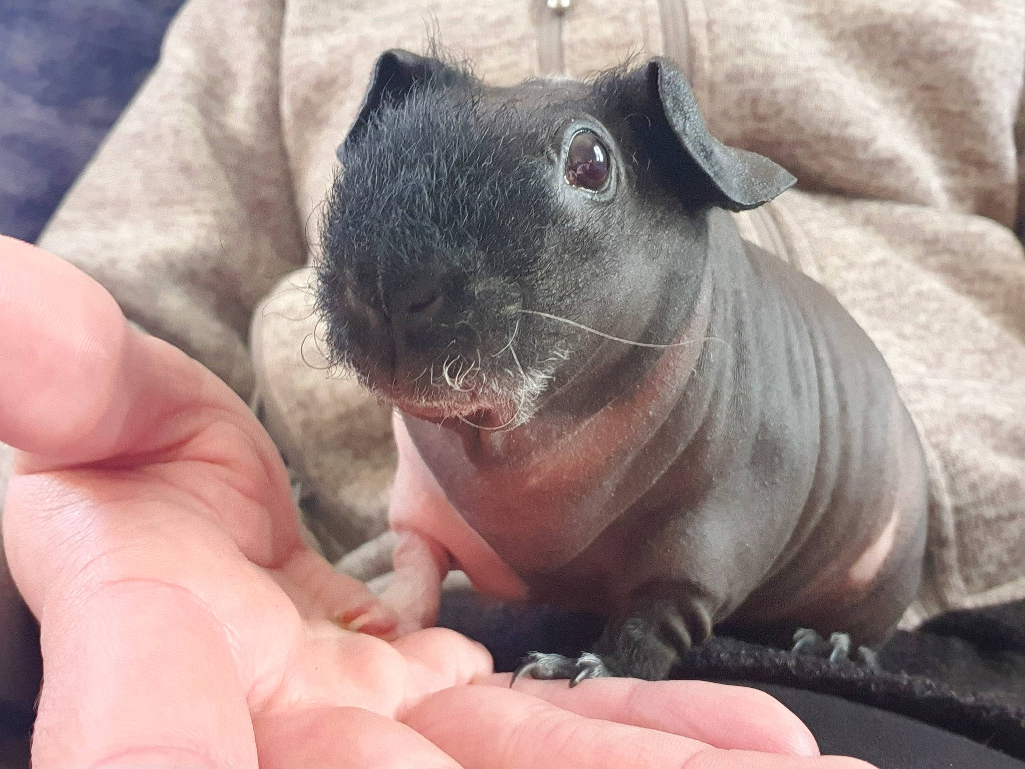 Brochette a rejoint le concours — aidez-le/la à gagner de superbes lots ! chinchilla, fawn, finger, gerbil, hand, mammal, rodent, snout, vertebrate, whiskers