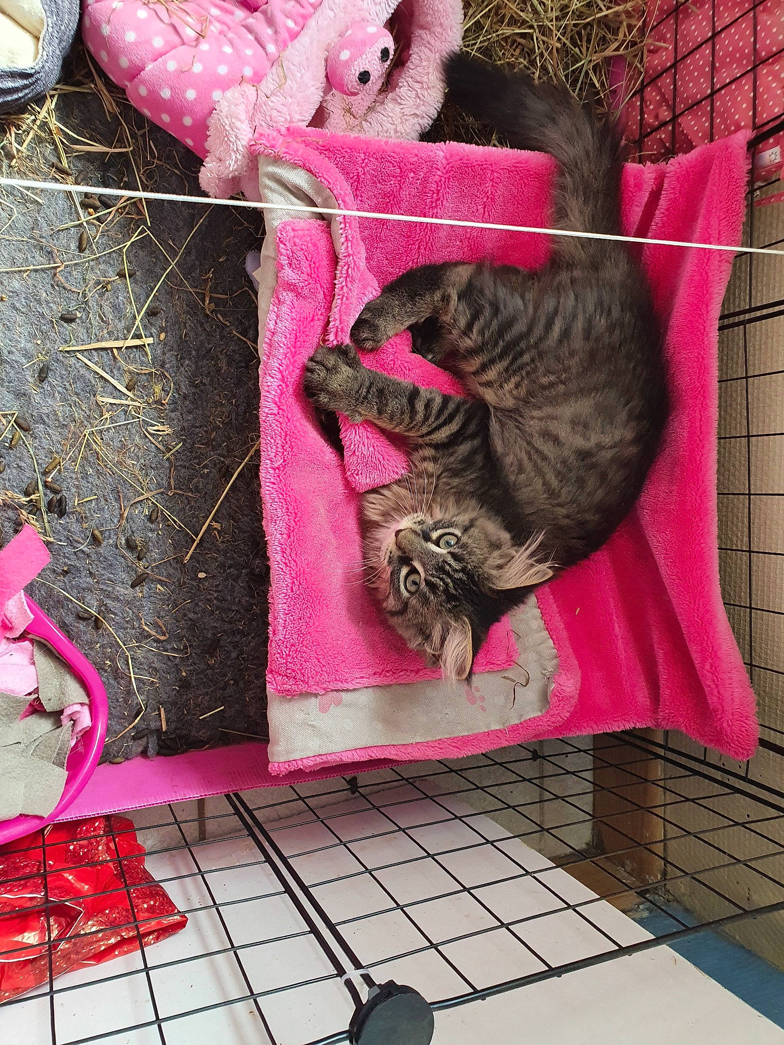 Pépito a rejoint le concours — aidez-le/la à gagner de superbes lots ! cat, european_shorthair, felidae, fur, organism, pink, small_to_medium_sized_cats