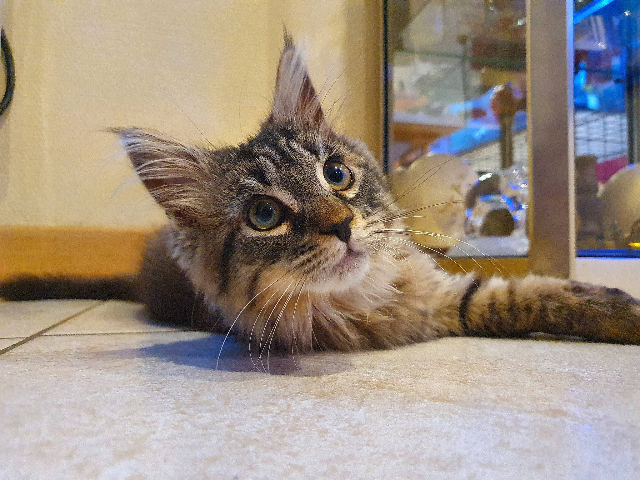 Pépito participe au concours pour gagner de l'argent avec cette photo : aegean_cat, asian, carnivore, cat, domestic_short_haired_cat, dragon_li, european_shorthair, eye, felidae, fur, kitten, maine_coon, mammal, norwegian_forest_cat, pixie_bob, small_to_medium_sized_cats, snout, tabby_cat, vertebrate, whiskers