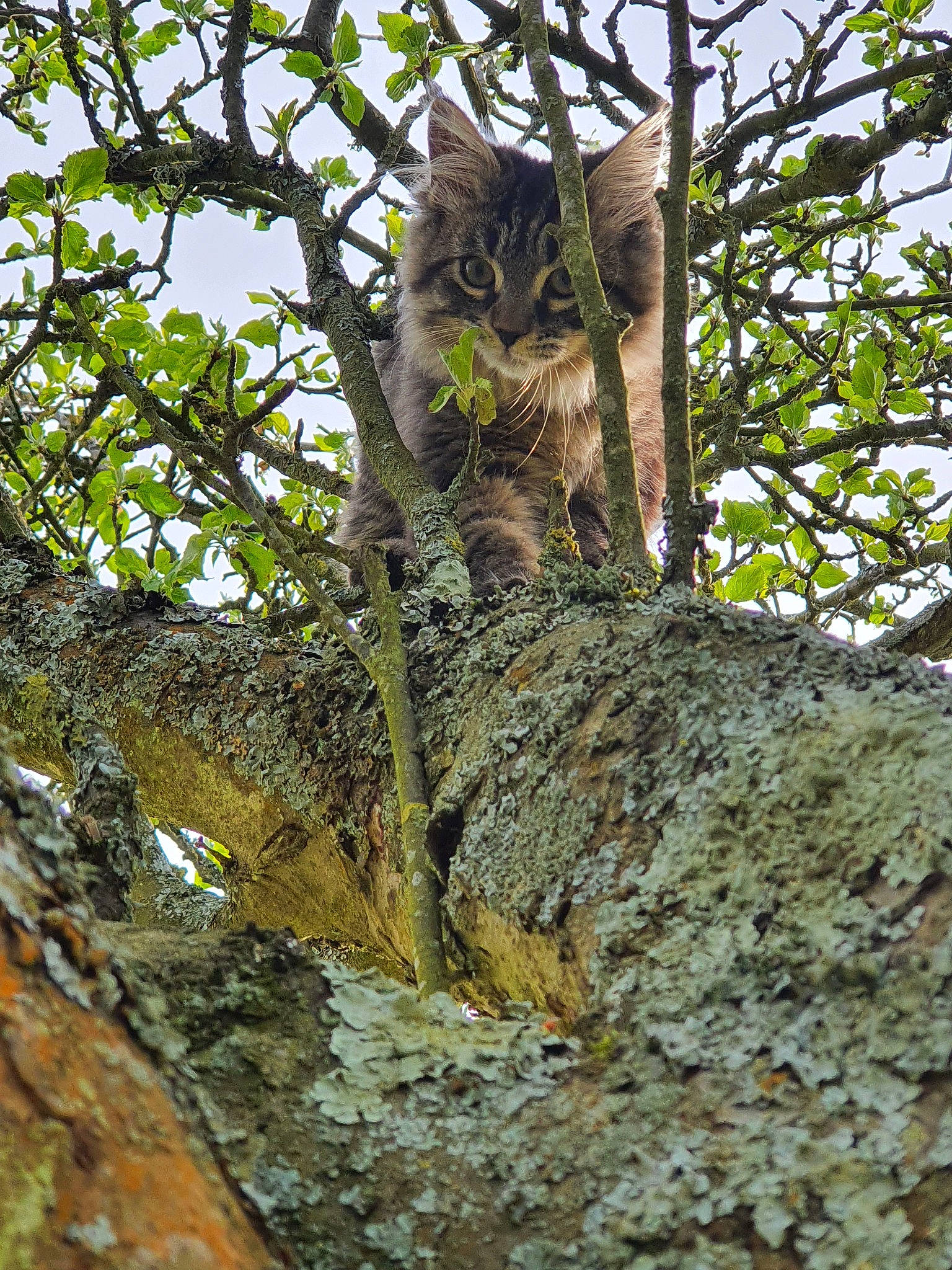Pépito a rejoint le concours — aidez-le/la à gagner de superbes lots ! bird_of_prey, branch, cat, great_horned_owl, owl, plant, screech_owl, tree, trunk, wildlife, woody_plant