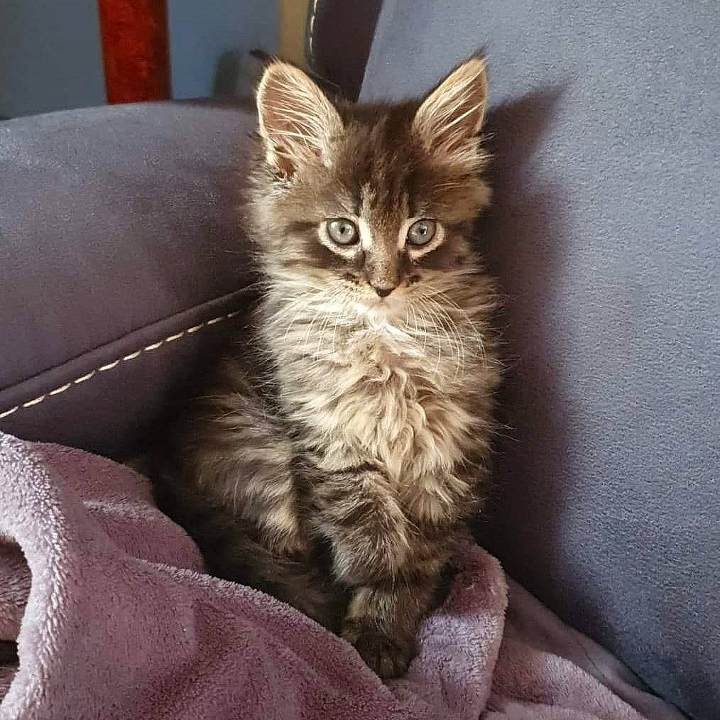 Pépito participe au concours pour gagner de l'argent avec cette photo : asian, asian_semi_longhair, british_semi_longhair, carnivore, cat, domestic_long_haired_cat, domestic_short_haired_cat, dragon_li, european_shorthair, felidae, kitten, maine_coon, mammal, norwegian_forest_cat, pixie_bob, siberian, small_to_medium_sized_cats, tabby_cat, vertebrate, whiskers