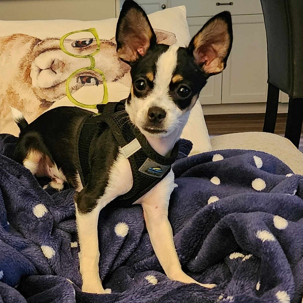 Ozzy is registered to the contest to win money with this photo: animal, bed, bedroom, blanket, bostonbull, bulldog, canine, chihuahua, couch, cushion, dog, furniture, homedecor, hound, indoors, interiordesign, pet, puppy, quilt, room