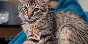 Charly a rejoint le concours — aidez-le/la à gagner de superbes lots ! cat, kitten, tabby, fur, whiskers, ears, eyes, paws, tail, blanket, blue, chain, indoor, pet, cute, relaxed, closeup, portrait, soft, blurred_background