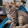 cat, kitten, tabby, fur, whiskers, ears, eyes, paws, tail, blanket, blue, chain, indoor, pet, cute, relaxed, closeup, portrait, soft, blurred_background