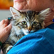 Charly participe au concours pour gagner de l'argent avec cette photo : kitten, cat, tabby, animal, pet, fur, ears, whiskers, person, hand, bracelet, earring, blue_shirt, closeup, indoor, comfort, cuddle, face, shoulder, green_eyes