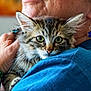 kitten, cat, tabby, animal, pet, fur, ears, whiskers, person, hand, bracelet, earring, blue_shirt, closeup, indoor, comfort, cuddle, face, shoulder, green_eyes