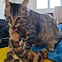 Charly a rejoint le concours — aidez-le/la à gagner de superbes lots ! cat, tabby_cat, toy, furry_toy, indoor, pet, curious, playful, bed, blanket, window, striped, whiskers, ears, feline, animal, closeup, domestic_cat, furniture, soft