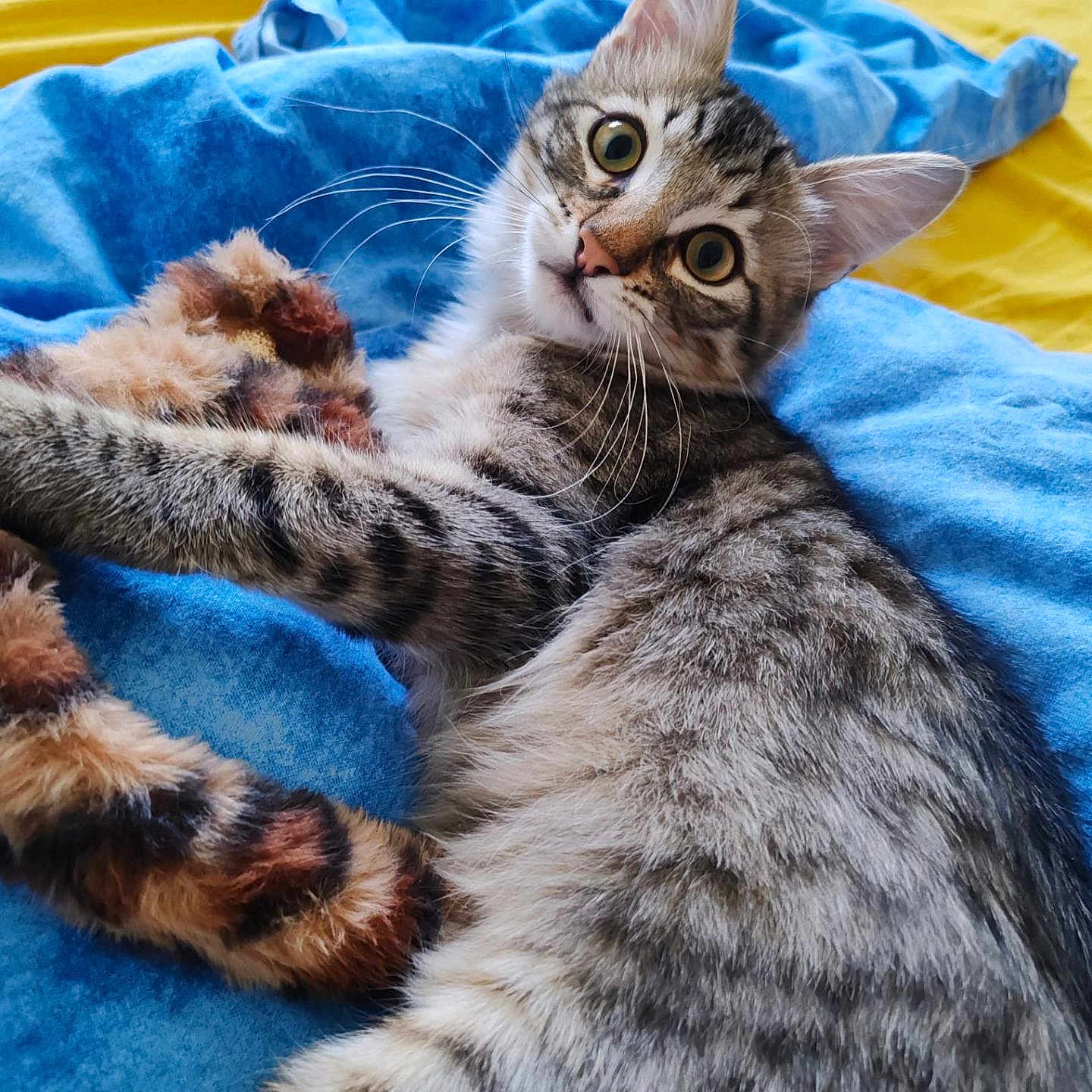 Charly a rejoint le concours — aidez-le/la à gagner de superbes lots ! animal, blue_blanket, cat, close_up, cozy, curious, cute, domestic_cat, feline, fur, indoor, lying_down, pet, playful, soft_texture, tabby, toy, whiskers, wide_eyes, yellow_background