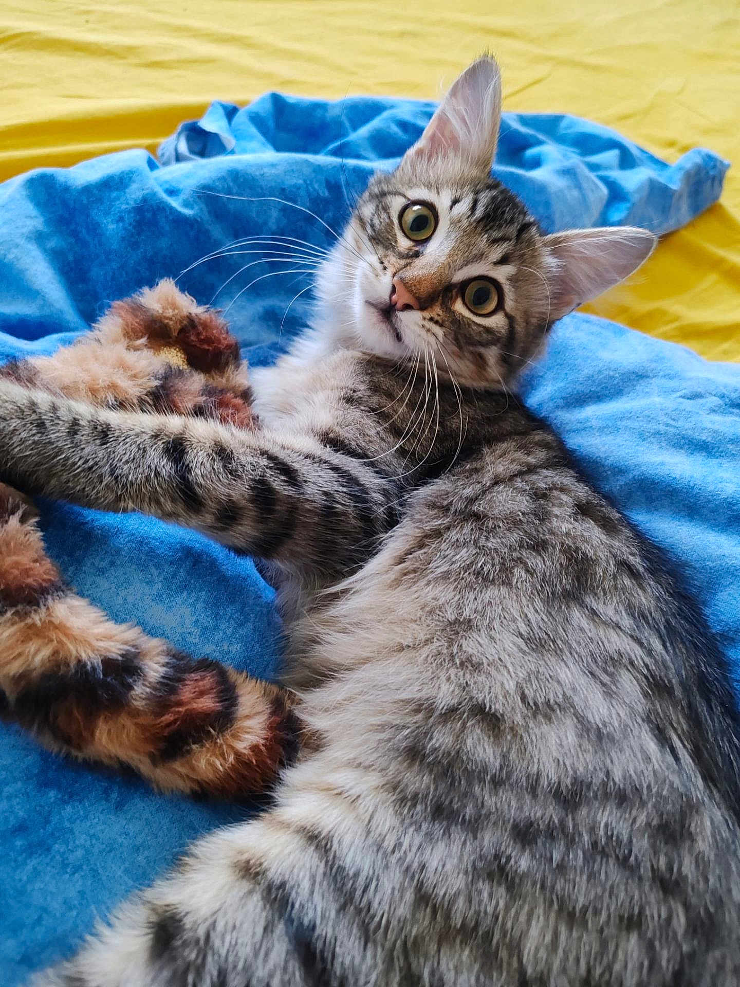 Charly a rejoint le concours — aidez-le/la à gagner de superbes lots ! cat, tabby, feline, pet, animal, whiskers, fur, toy, blue_blanket, yellow_background, indoor, cute, curious, lying_down, close_up, domestic_cat, playful, wide_eyes, soft_texture, cozy