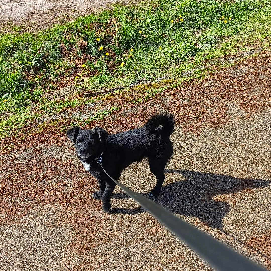 Max participe au concours pour gagner de l'argent avec cette photo : accessories, animal, canine, city, dog, grass, leash, nature, outdoors, path, pet, plant, puppy, road, sidewalk, strap, street, urban, vegetation, water