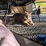 animal, cat, chair, cozy, cushion, decor, feline, floor, gray_cat, home, modern, nature, outdoor, patio, patterned_rug, pet, relaxing, rug, shadow, sunlight