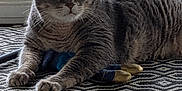 Pepsi participe au concours pour gagner de l'argent avec cette photo : animal, background, cat, claws, comfort, ears, fence, floor, fur, gray_cat, household, indoor, mat, paws, pet, relaxed, resting, tabby_cat, toy, whiskers