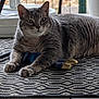 animal, background, cat, claws, comfort, ears, fence, floor, fur, gray_cat, household, indoor, mat, paws, pet, relaxed, resting, tabby_cat, toy, whiskers