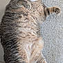 animal, cat, closeup, cute, domestic_cat, feline, fluffy, fur, indoor, lying_down, mammal, paw, pet, relaxed, resting, sleepy, soft, striped, tabby, whiskers