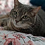 animal, bed, blanket, cat, close_up, cozy, cute, domestic_animal, ears, floral_pattern, fur, green_eyes, indoor, mammal, pet, portrait, resting, soft_light, tabby_cat, whiskers