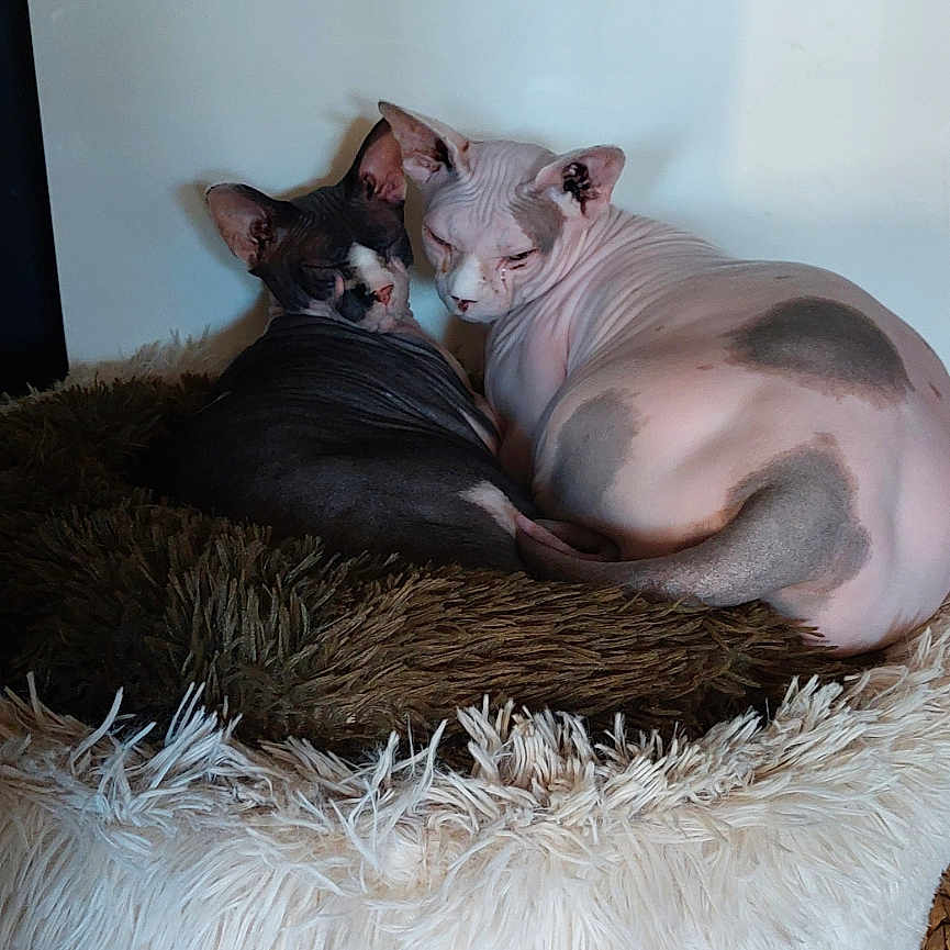 Miochi Et Dexter a rejoint le concours — aidez-le/la à gagner de superbes lots ! abyssinian, animal, bulldog, canine, cat, dog, dogbed, drawer, furniture, husky, kitten, person, pet, pig, pitbull, puppy, rat, rodent, siamese, sleeping