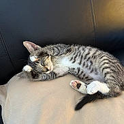 Widow participe au concours pour gagner de l'argent avec cette photo : cat, kitten, sleeping, pillow, couch, black_leather, striped, tabby, paw, whiskers, fur, relaxed, indoor, pet, cute, nap, cozy, soft, resting, animal