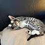 cat, kitten, sleeping, pillow, couch, black_leather, striped, tabby, paw, whiskers, fur, relaxed, indoor, pet, cute, nap, cozy, soft, resting, animal
