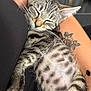 Widow participe au concours pour gagner de l'argent avec cette photo : kitten, cat, sleeping, tabby, pet, animal, fur, whiskers, paw, tattoo, arm, resting, closeup, human, cuddle, nap, soft, domestic_cat, relaxation, indoor