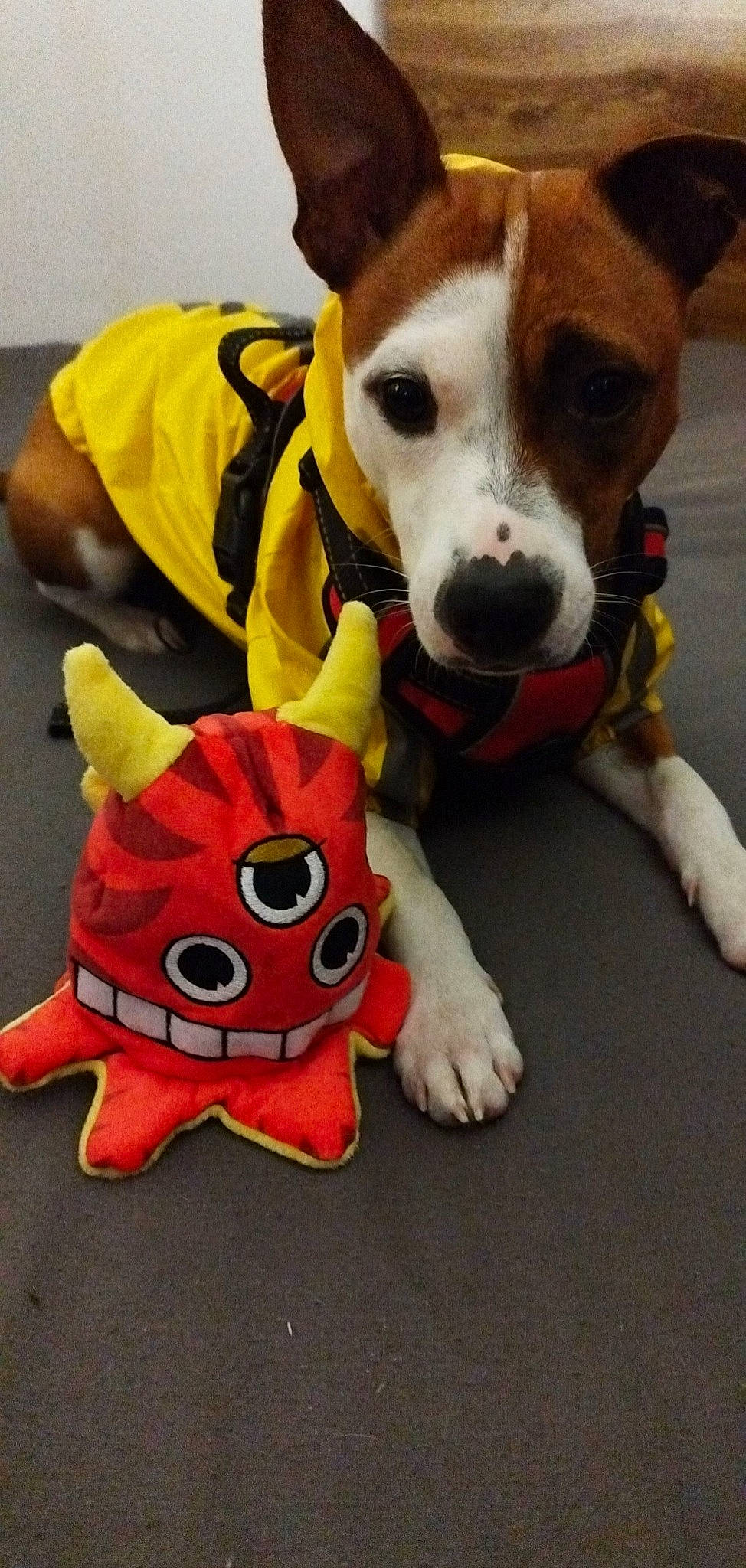 Gaïa participe au concours pour gagner de l'argent avec cette photo : canidae, carmine, carnivore, collar, companion_dog, dog, dog_breed, dog_clothes, dog_collar, dog_supply, fawn, fur, mammal, personal_protective_equipment, plush, snout, stuffed_toy, terrier, vertebrate, working_animal