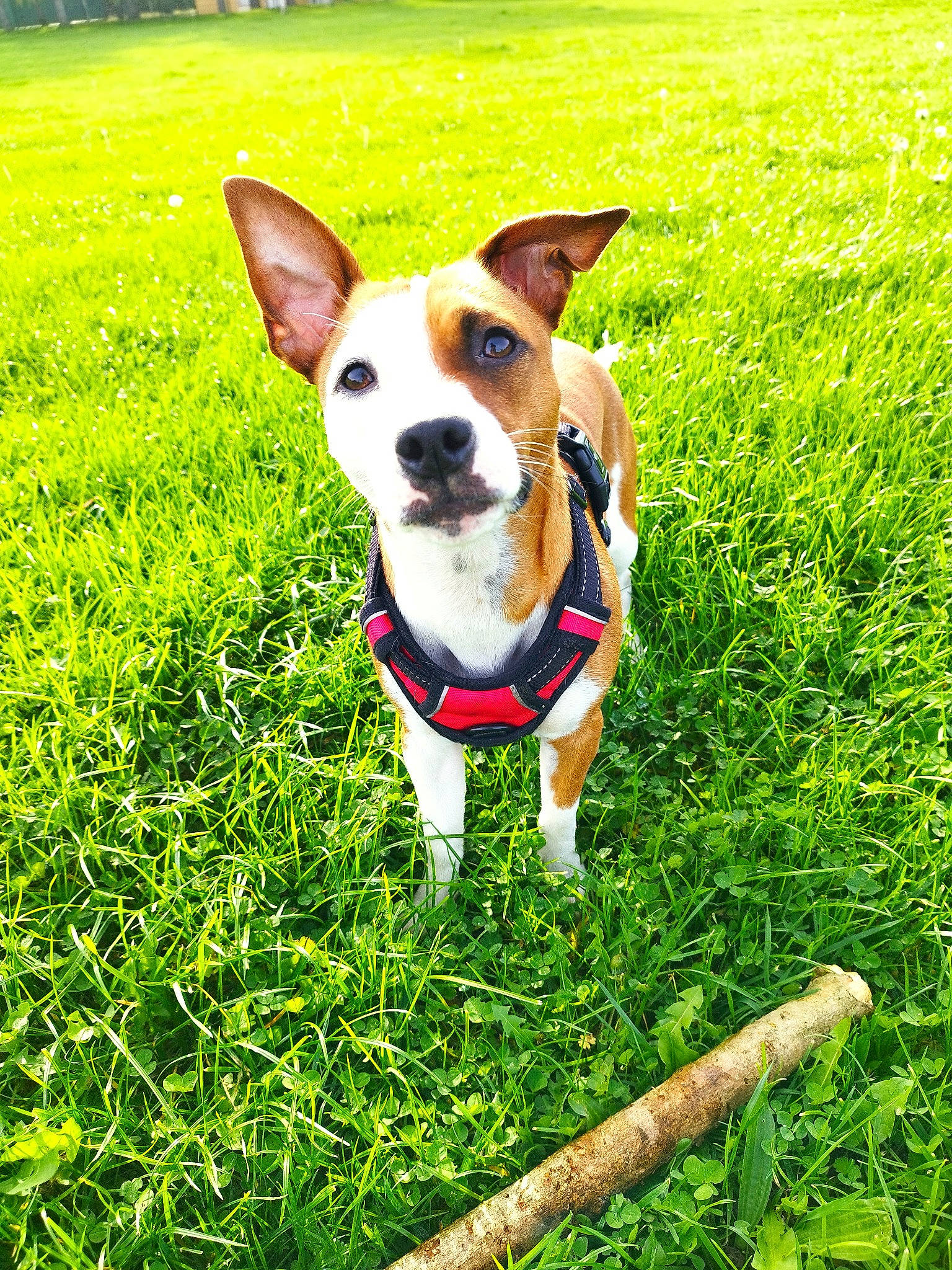 Gaïa participe au concours pour gagner de l'argent avec cette photo : canidae, carnivore, collar, companion_dog, dog, dog_breed, dog_supply, fawn, grass, grassland, green, groundcover, pasture, people_in_nature, plant, snout, sporting_group, tail, terrier, whiskers