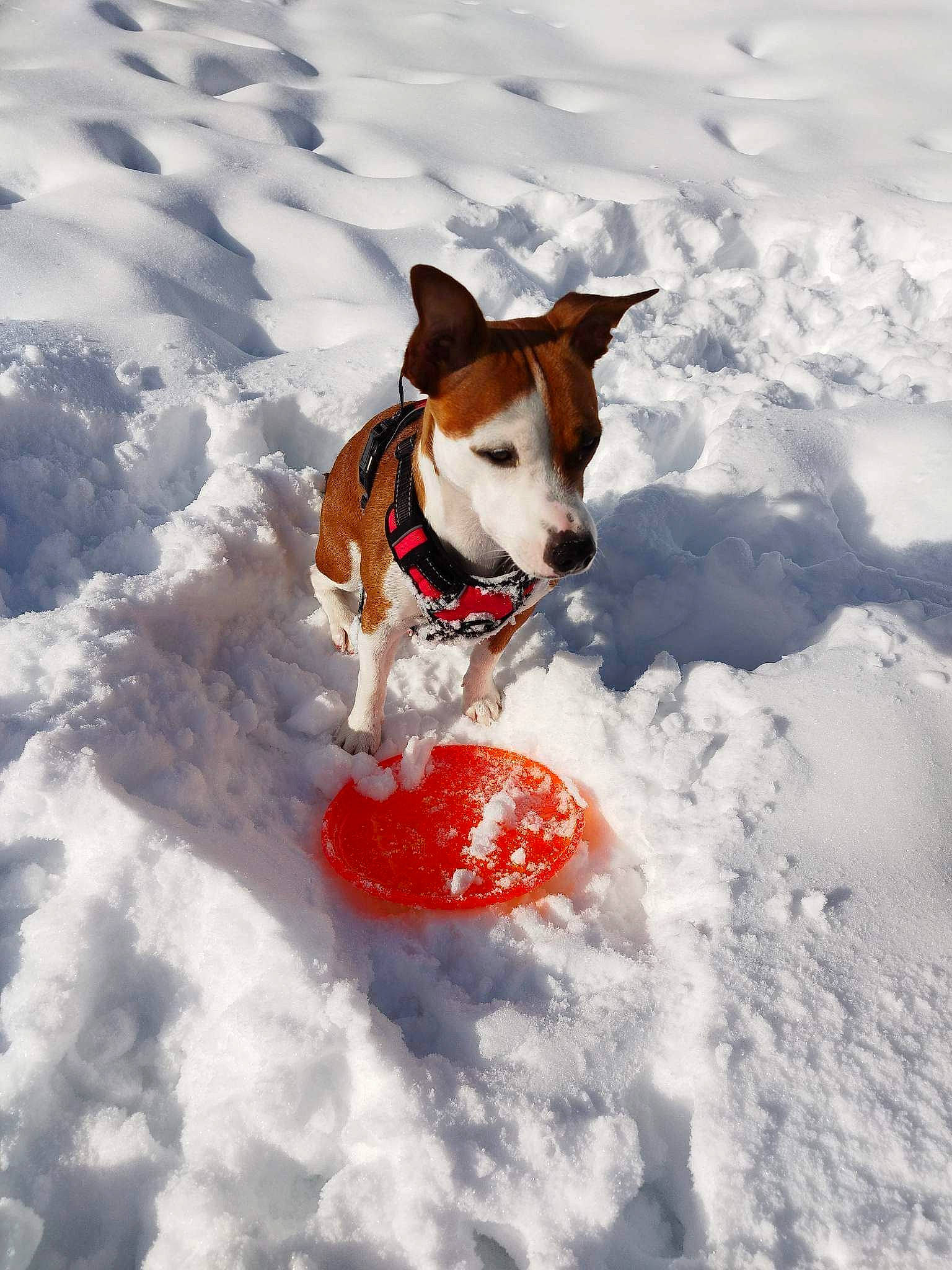Gaïa participe au concours pour gagner de l'argent avec cette photo : canidae, carnivore, companion_dog, dog, dog_breed, dog_clothes, dog_supply, freezing, fun, hunting_dog, ocean, playing_in_the_snow, recreation, snout, snow, sporting_group, sports, wind_wave, winter, working_dog