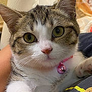 Penelope is registered to the contest to win money with this photo: animal, bell, cat, close_up, cute, domestic_animal, face, fur, green_eyes, household, indoor, paper_towel, paw, pet, pink_collar, portrait, relaxed, tabby, whiskers, white_fur