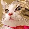 Penelope joined the competition — help win amazing prizes! animal, brown, cat, close_up, collar, cute, domestic_cat, eyes, face, feline, fur, indoor, muzzle, nose, pet, pink, portrait, tabby, whiskers, white
