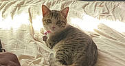 Penelope joined the competition — help win amazing prizes! bed, blanket, cat, collar, cozy, curious, domestic_animal, feline, fur, indoor, looking, pen, pet, resting, sock, striped, sunlight, tabby_cat, tissue, whiskers