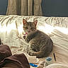 bed, blanket, cat, collar, cozy, curious, domestic_animal, feline, fur, indoor, looking, pen, pet, resting, sock, striped, sunlight, tabby_cat, tissue, whiskers