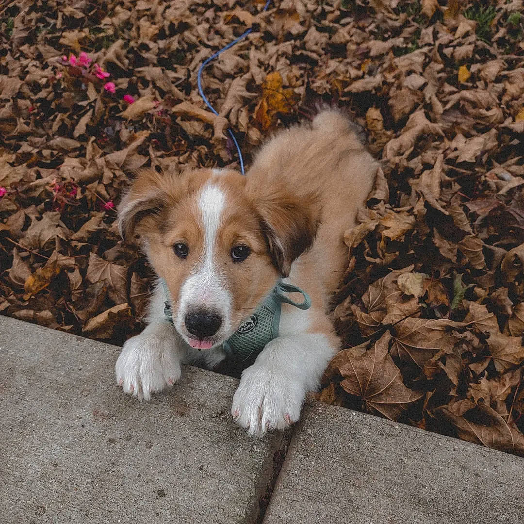 Crouton joined the competition — help win amazing prizes! canidae, carnivore, companion_dog, dog, dog_breed, fawn, fur, grass, herding_dog, irishjacks, paw, plant, puppy, snout, soil, sporting_group, street_dog, terrestrial_animal, toy_dog, whiskers
