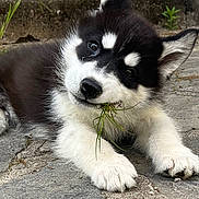 Haru a rejoint le concours — aidez-le/la à gagner de superbes lots ! puppy, dog, black_and_white, grass, stone_pavement, outdoor, cute, fluffy, animal, pet, young, playful, lying_down, chewing, ears, face, fur, nature, closeup, adorable