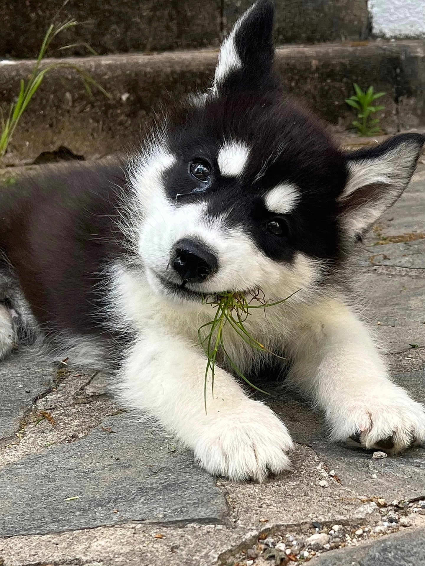 Haru a rejoint le concours — aidez-le/la à gagner de superbes lots ! puppy, dog, black_and_white, grass, stone_pavement, outdoor, cute, fluffy, animal, pet, young, playful, lying_down, chewing, ears, face, fur, nature, closeup, adorable
